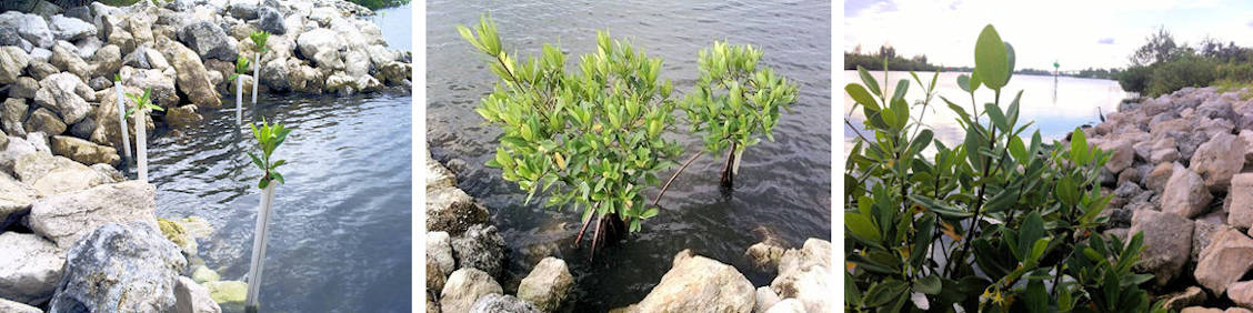 Revetment Mangrove Mitigation